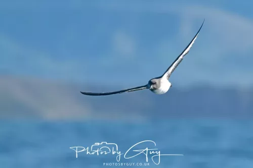 27 March 2025 - Kaikōura New zealand -white chinned petrel