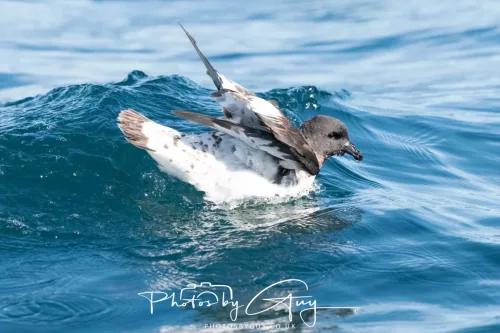 27 March 2025 - Kaikōura New zealand - cape petrel