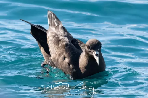 27 March 2025 - Kaikōura New zealand - Westland Petrel