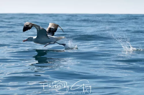 March 2025 - Kaikōura New zealand -Salvins Albatross