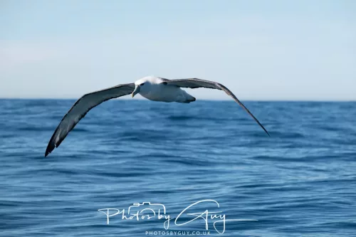 March 2025 - Kaikōura New zealand -Salvins Albatross