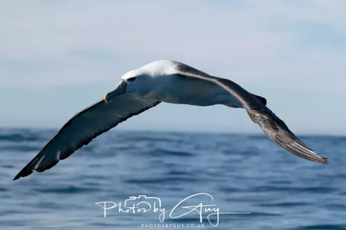 March 2025 - Kaikōura New zealand -Salvins Albatross