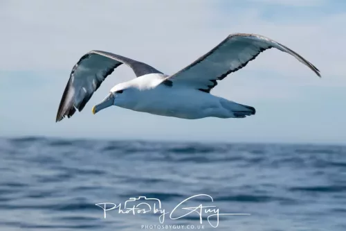 March 2025 - Kaikōura New zealand -Salvins Albatross