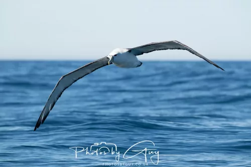 March 2025 - Kaikōura New zealand -white capped albatross