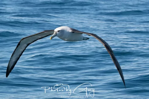 March 2025 - Kaikōura New zealand -white capped albatross