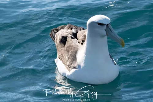 March 2025 - Kaikōura New zealand White Capped Albatross