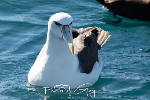 March 2025 - Kaikōura New zealand White Capped Albatross
