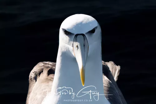 March 2025 - Kaikōura New zealand White Capped Albatross