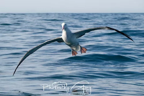 March 2025 - Kaikōura New zealand White Capped Albatross