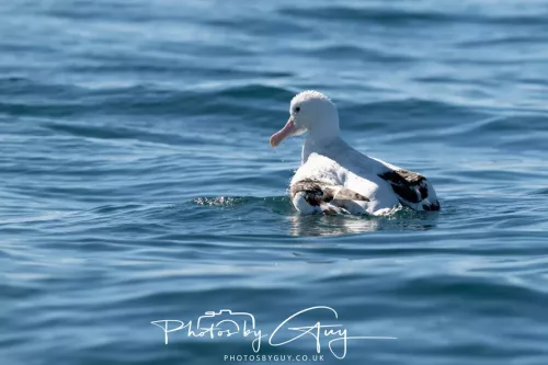 March 2025 - Kaikōura New zealand White Capped Albatross