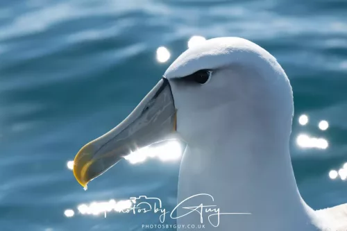 March 2025 - Kaikōura New zealand -Salvins Albatross