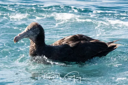 March 2025 - Kaikōura New zealand -Northern Giant Petrel