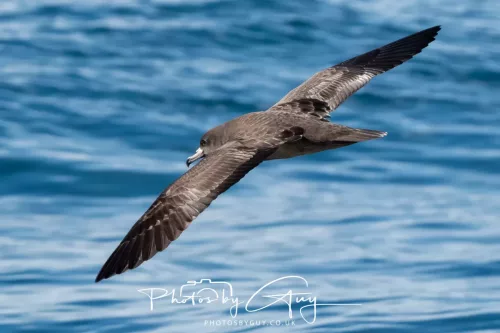 March 2025 - Kaikōura New zealand -white chinned Petrel