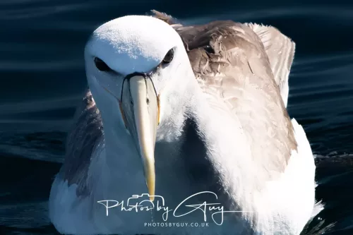 March 2025 - Kaikōura New zealand -white capped albatross
