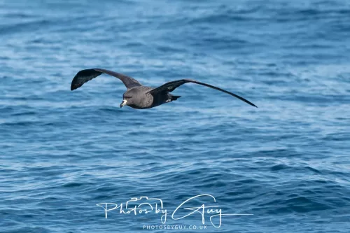 March 2025 - Kaikōura New zealand -white chinned Petrel