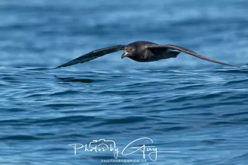 March 2025 - Kaikōura New zealand -white chinned Petrel