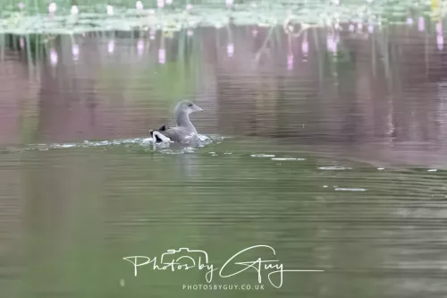 09 July 2025 : Parkside- Juvenile Moorhen