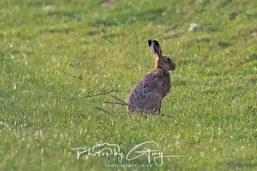 29 April 2025 - West Cumbria, UK - Hare