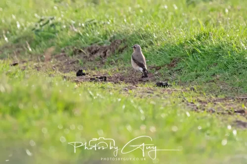 01 May 2025 : West Cumbria, Near Frizington, - Wheatear