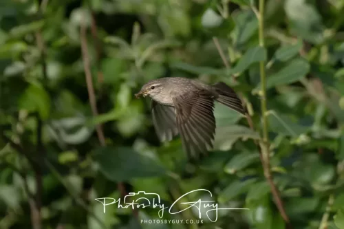 11 June 2025 - West Cumbria,  - Willow Warbler