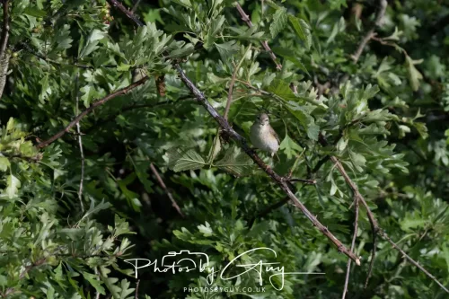 11 June 2025 - West Cumbria,  - Willow Warbler