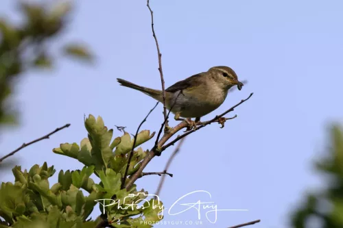 11 June 2025 - West Cumbria,  - Willow Warbler