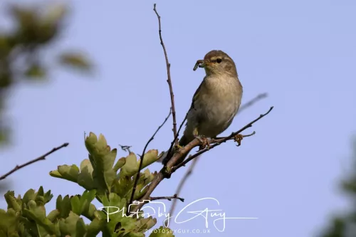 11 June 2025 - West Cumbria,  - Willow Warbler
