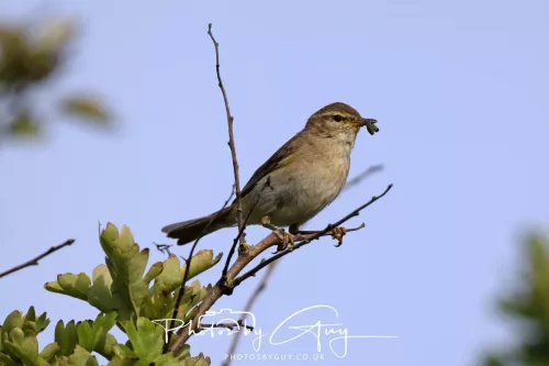 11 June 2025 - West Cumbria,  - Willow Warbler