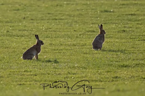 01 May 2025 : Location Withheld - Hare