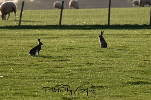01 May 2025 : Location Withheld - Hare