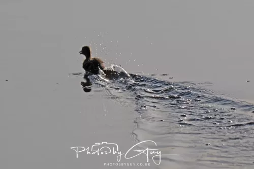 13 July 2025 : Parkside, Cleator Moor, Cumbria - Mallards with young