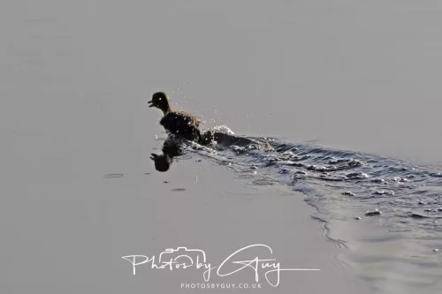 13 July 2025 : Parkside, Cleator Moor, Cumbria - Mallards with young