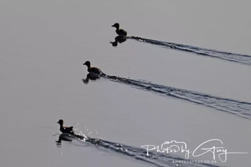 13 July 2025 : Parkside, Cleator Moor, Cumbria - Mallards with young