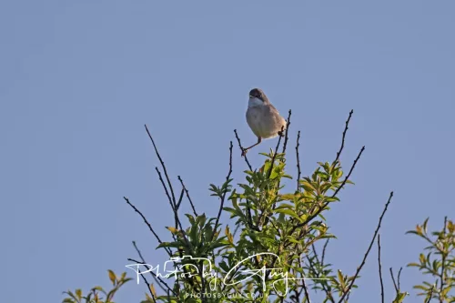 2 May 2025 - Beckermet, West Cumbria - Whitethroat