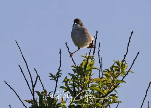 2 May 2025 - Beckermet, West Cumbria - Whitethroat