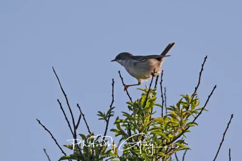 2 May 2025 - Beckermet, West Cumbria - Whitethroat