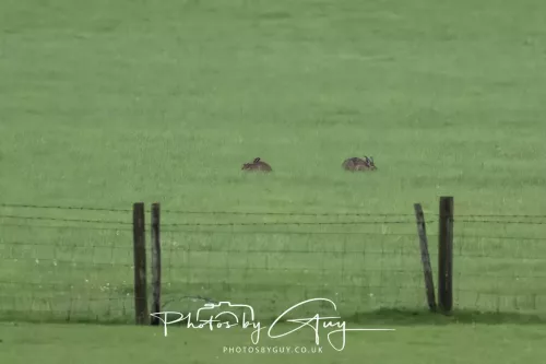 19 July 2026 , West Cumbria, Hares in the morning