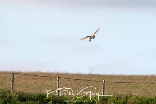 _NZ83412-August - Barn Owl with young out of the nest- West Cumbria