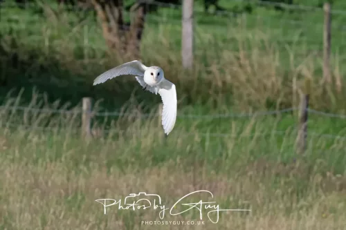 August - Barn Owl with young out of the nest- West Cumbria