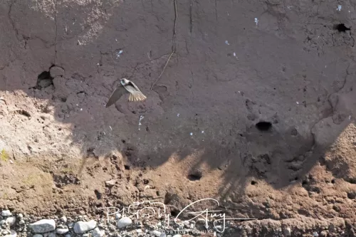 August - Sand Martin West Cumbria