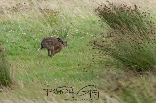 9 August 2025 - Dumfries & Galloway,Hare