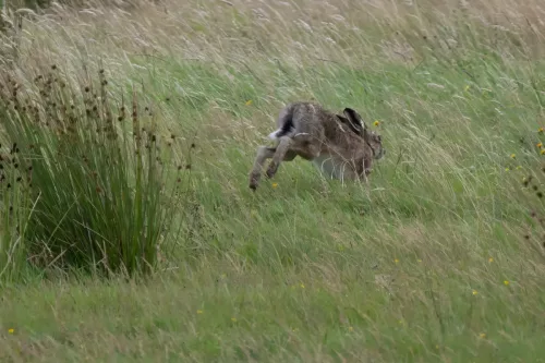 9 August 2025 - Dumfries & Galloway, Hare