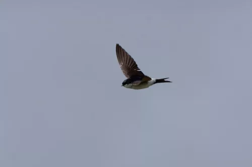 9 August 2025 - Dumfries & Galloway,House Martin