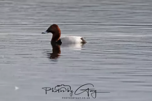22 April 2025 : Leighton Moss Bird Reserve, Lancashire - Pochard