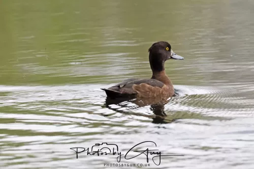 22 April 2025 : Leighton Moss Bird Reserve, Lancashire - Tufted Duck