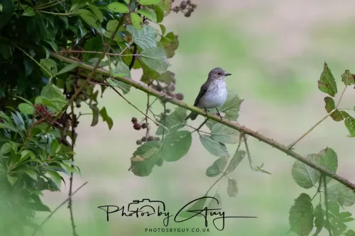 9 August 2025 - Dumfries & Galloway, Spotted Flycatcher
