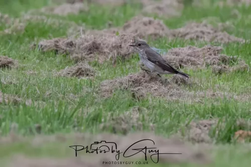 9 August 2025 - Dumfries & Galloway, Spotted Flycatcher