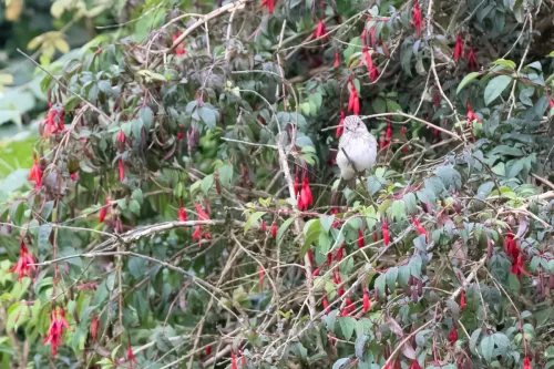 9 August 2025 - Dumfries & Galloway, Spotted Flycatcher