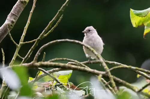 9 August 2025 - Dumfries & Galloway, Spotted Flycatcher