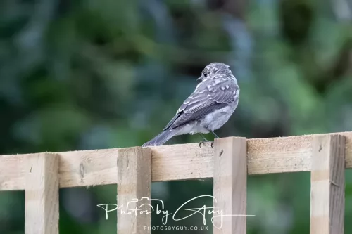 9 August 2025 - Dumfries & Galloway, Spotted Flycatcher